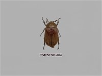 藏品(金龜子科(七))的圖片